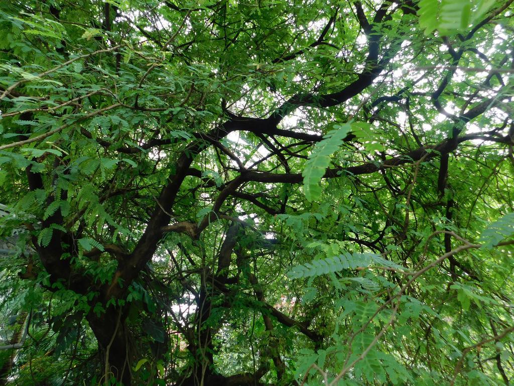 Green Woods Bethlehem Kochi Extérieur photo